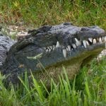 article image -
